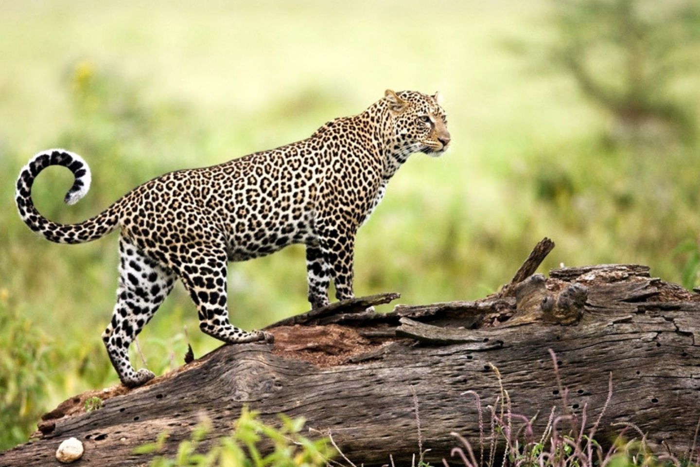 Dandeli Wildlife Sanctuary